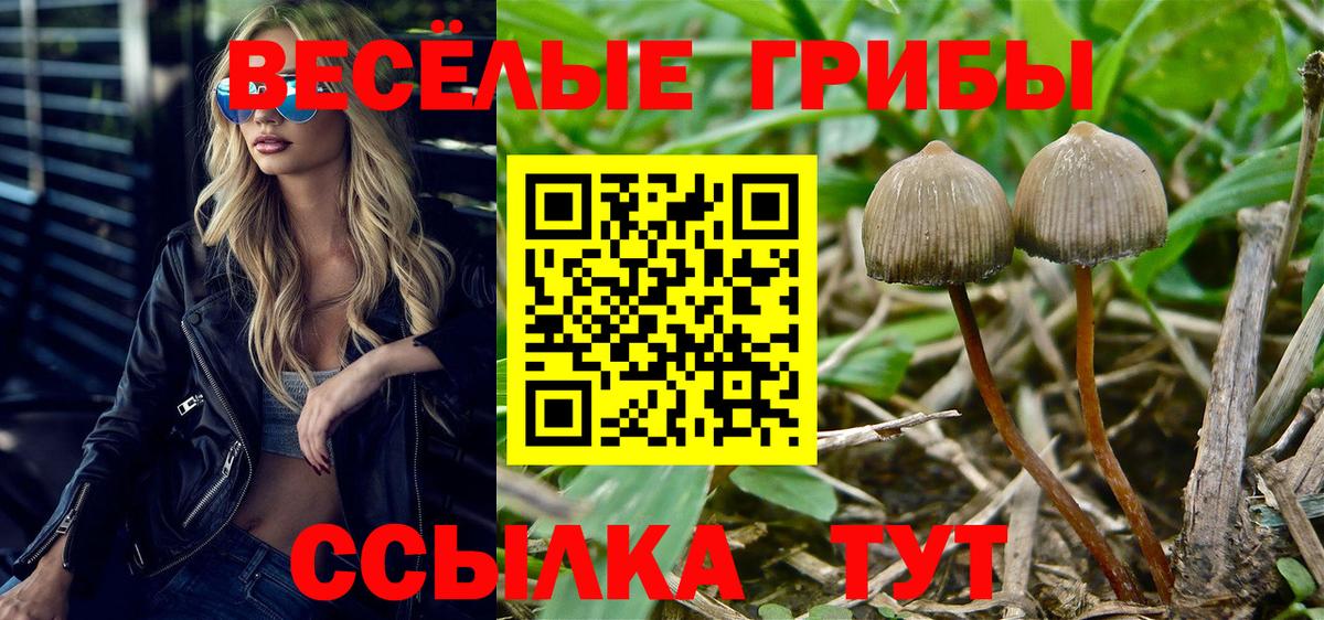 Псилоцибиновые грибы Cubensis  Псилоцибиновые грибы мицелий  Муравленко  Вход с VPN 